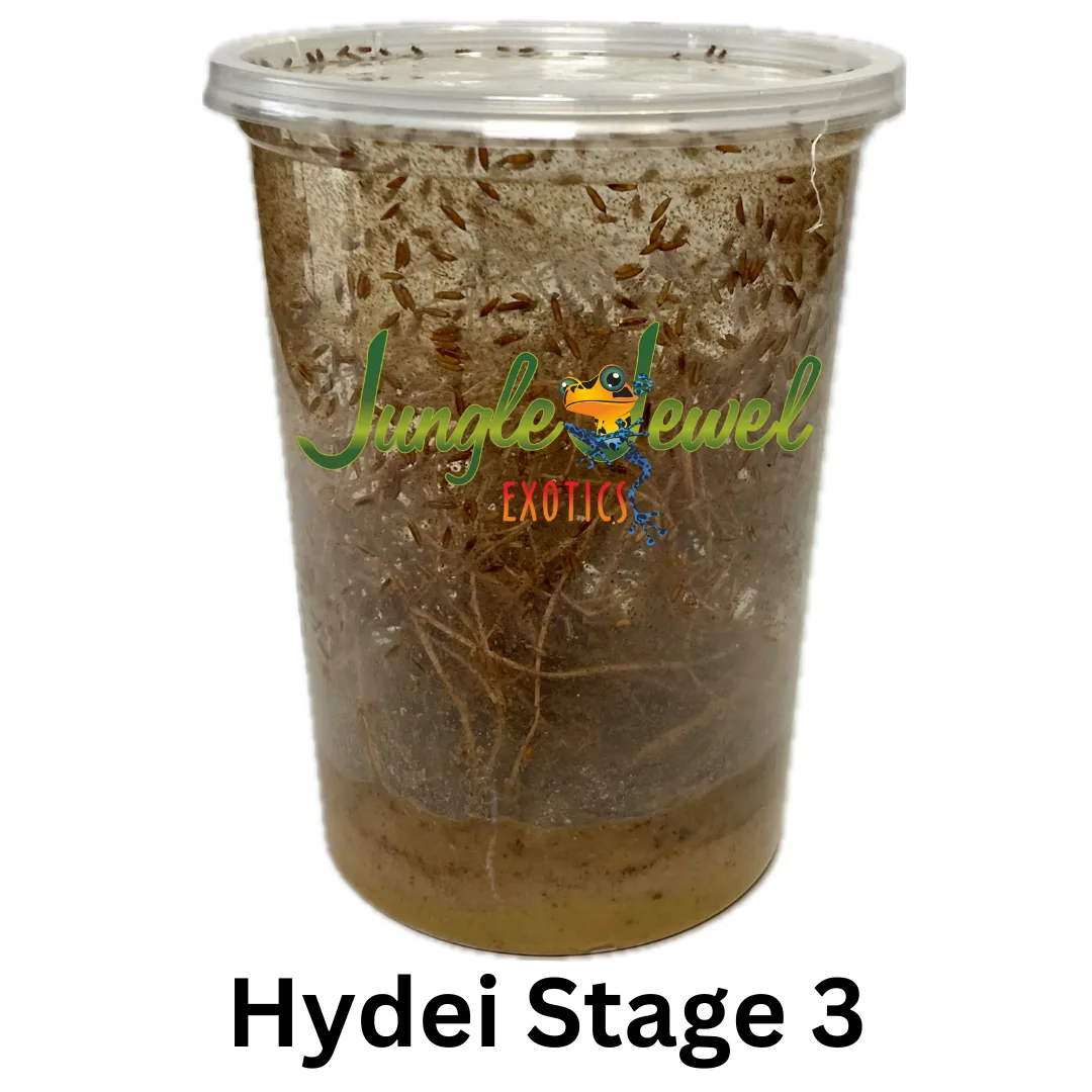 Hydei Stage 3 Producing Fruit Flies and ready to feed