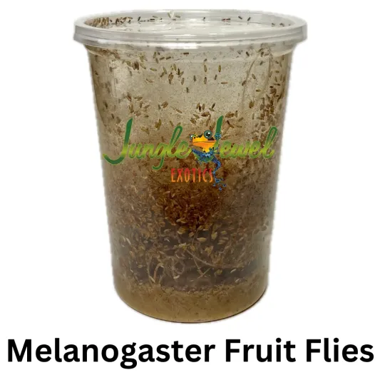 Melanogaster Fruit Fly for feeding Dart Frogs, Praying Mantis, baby Spiders, Jumping Spiders, Tarantulas, Geckos and other small lizards