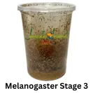 Melanogaster Stage 3