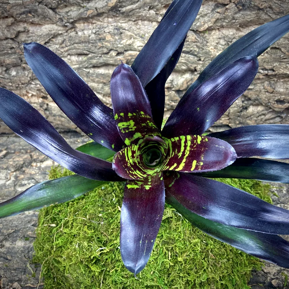 Neoregelia Bromeliad Flashdance Top View
