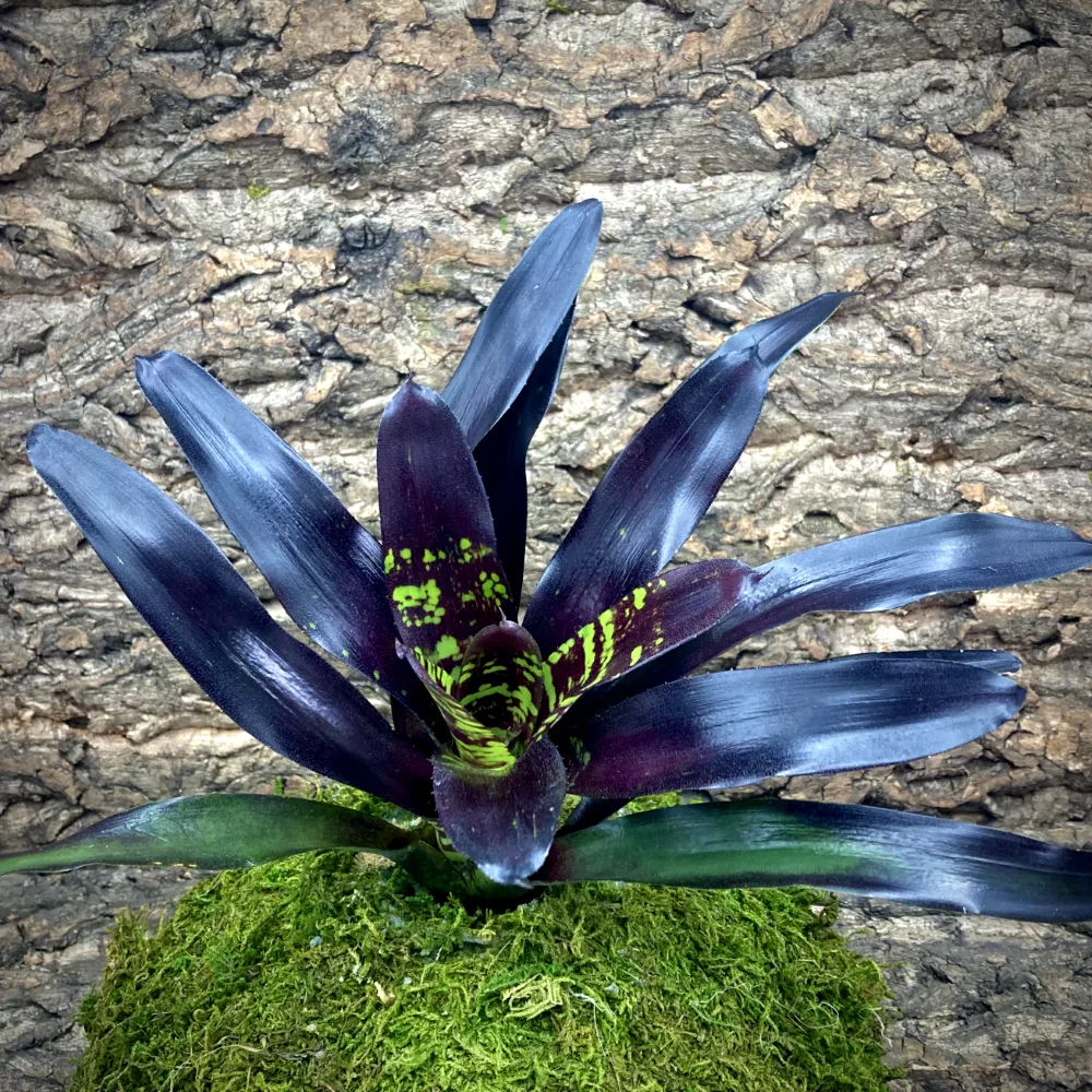 Neoregelia Bromeliad Flashdance