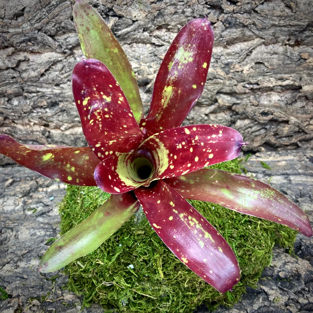 Neoregelia Bromeliad Gespacho Top View