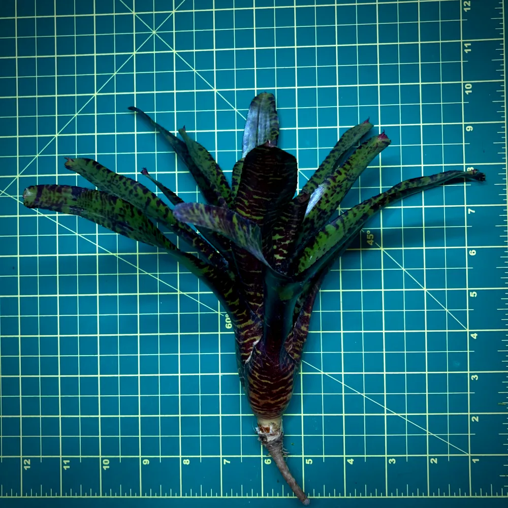 Neoregelia Bromeliad Licorice Twist Size