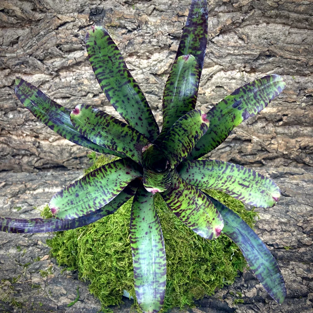 Neoregelia Bromeliad Licorice Twist Top View