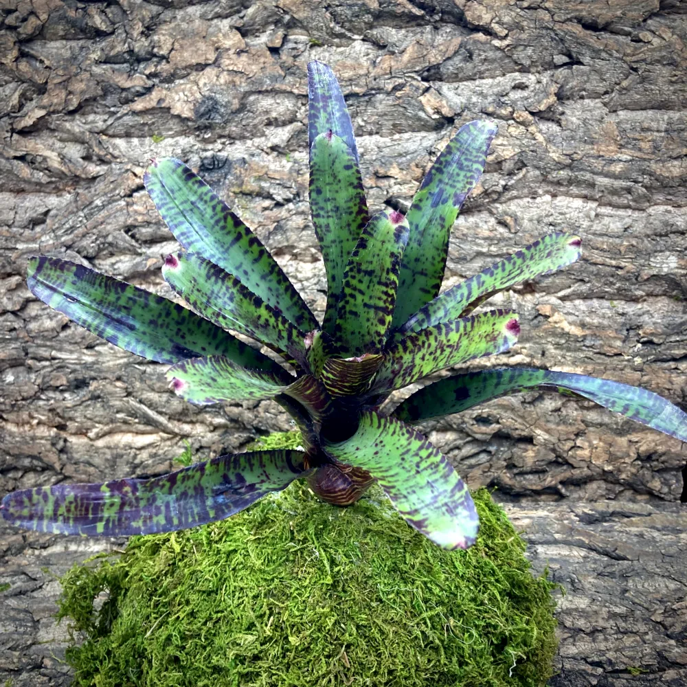 Neoregelia Bromeliad Licorice Twist