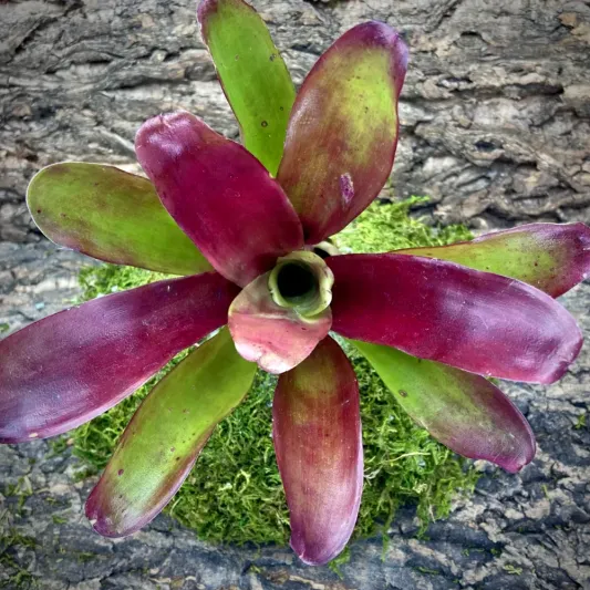 Neoregelia Bromeliad Superball