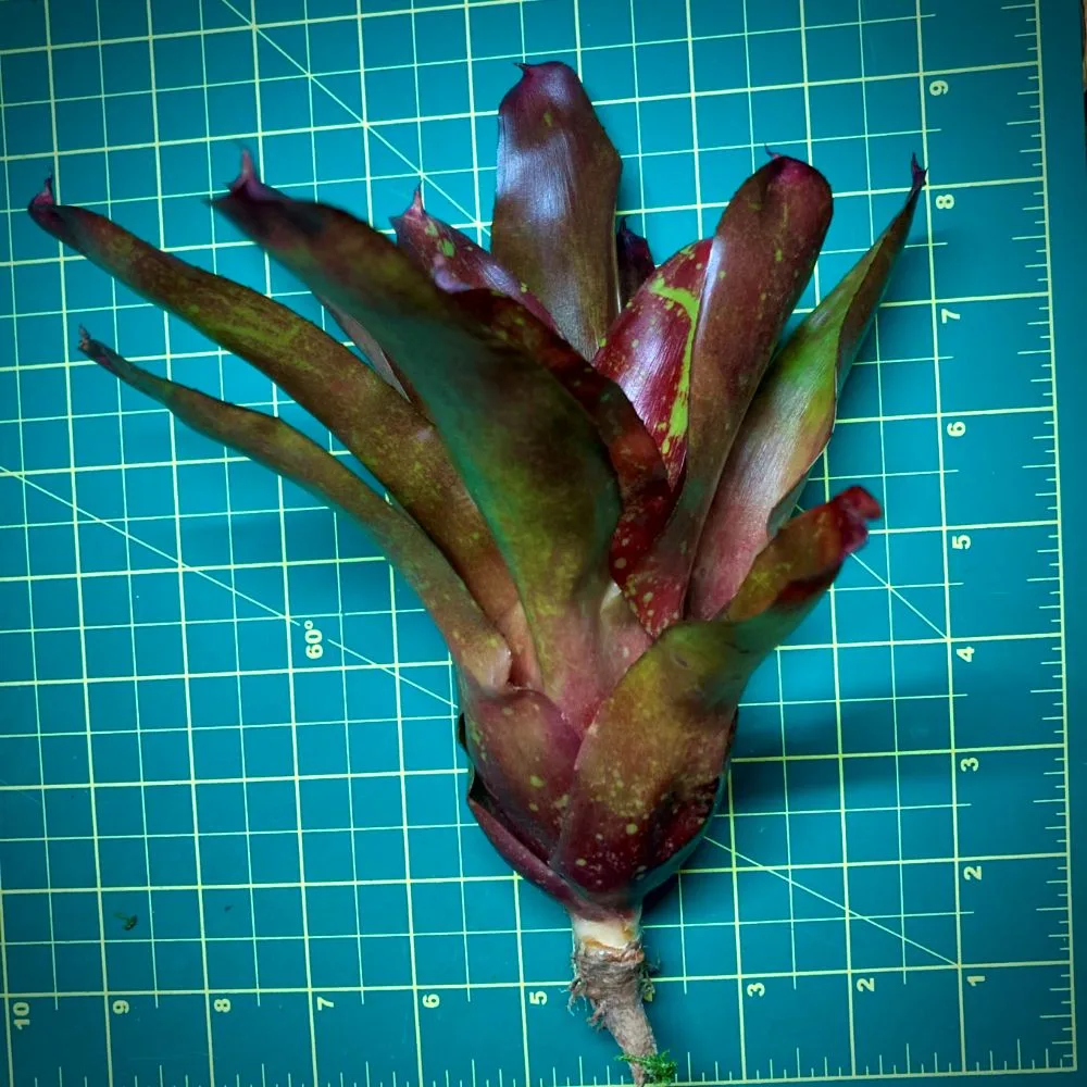 Neoregelia Bromeliad Walking Fire (No Varigation) Size