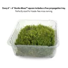 Mood Moss - Revita-Moss Tray