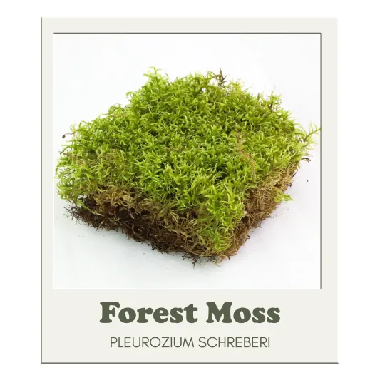 Mossify Revita-Moss Canadian Forest Moss For Terrariums - Pleurozium schreberi
