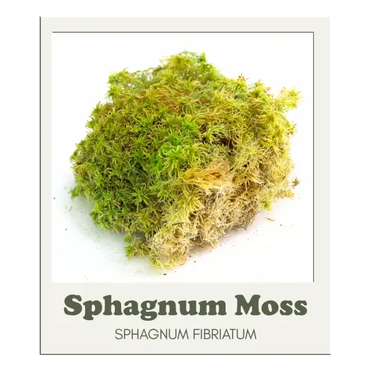 Mossify Revita-Moss Canadian Sphagnum Moss For Terrariums - Sphagnum fibriatum