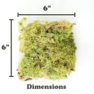 Natural Sphagnum Moss (Sphagnum fimbriatum) - dimentions