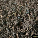 Premium Terrarium Substrate Made in Canada. Safe for most reptiles, frogs, spiders and invetibrates