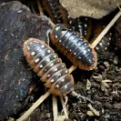 Armadillidium klugii Montenegro
