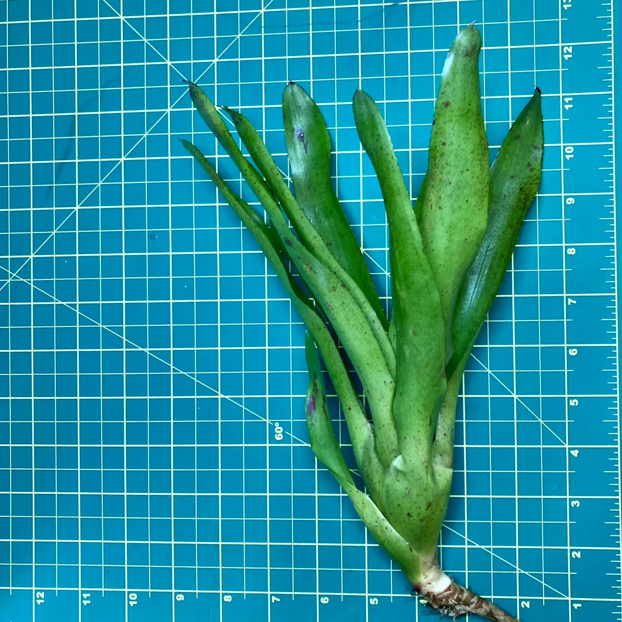 Medium Neoregelia Bromeliad - Olens size