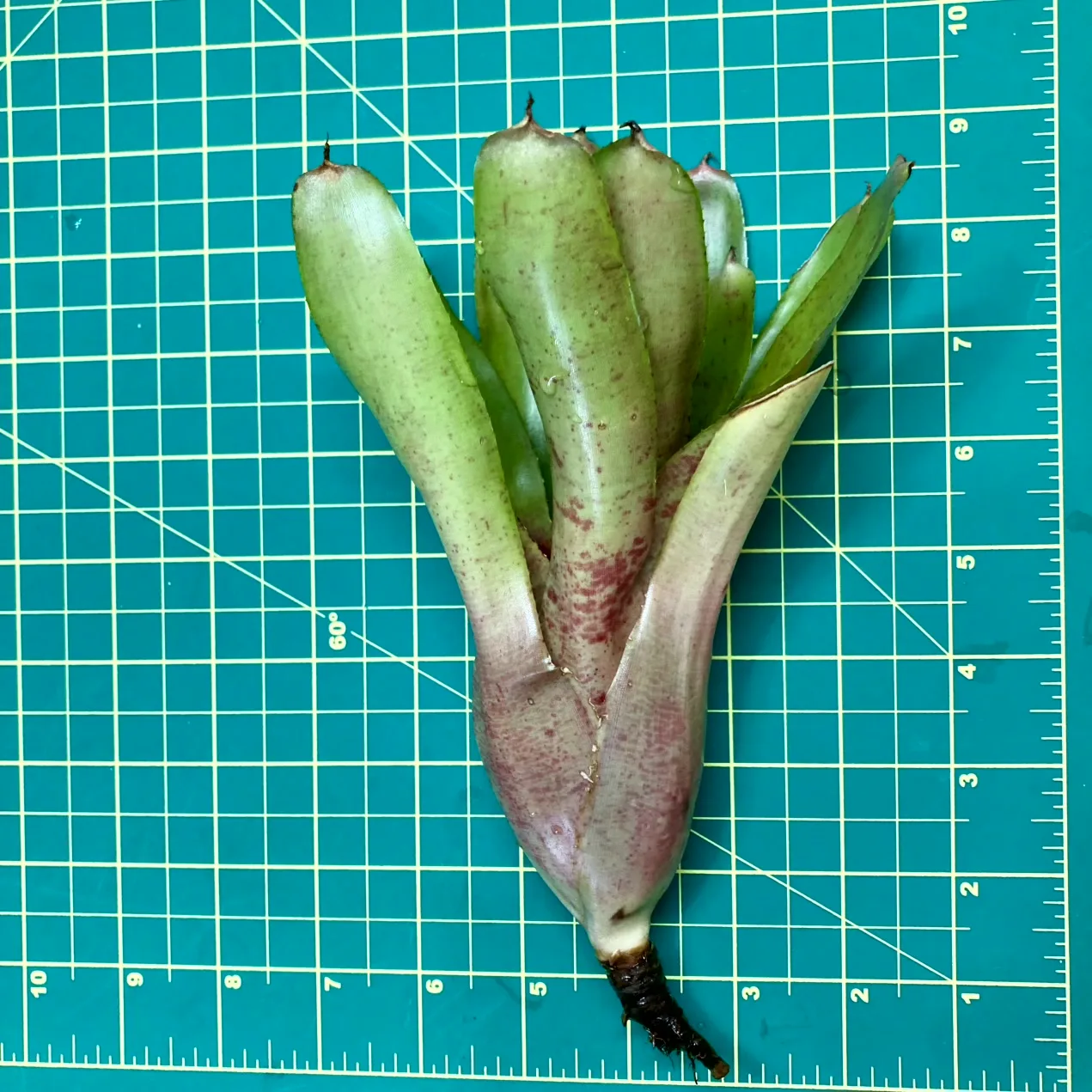 Medium Neoregelia Bromeliad - Strawberry Cup size