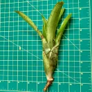 Mini Neoregelia Bromeliad Ampullacea size