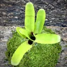 Mini Neoregelia Bromeliad Ampullacea top view