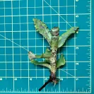 Nano Neoregelia Bromeliad Lilliputiana size