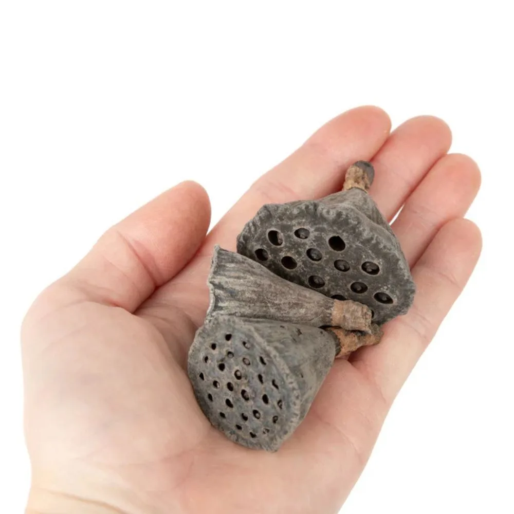 Mini Lotus size