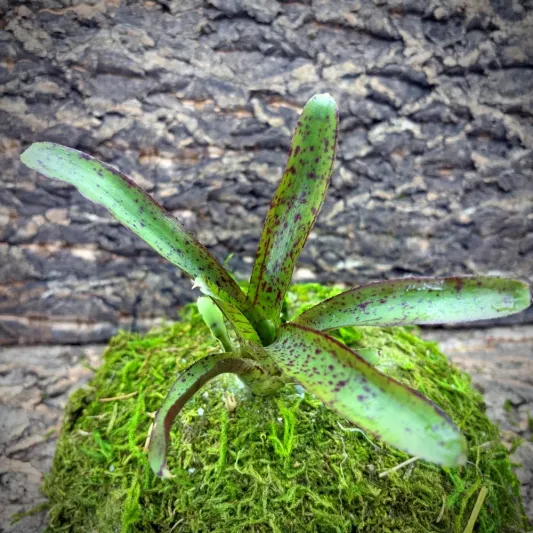 Mini Neoregelia Bromeliad – Afrodita