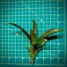 Mini Neoregelia Bromeliad – Afrodita size