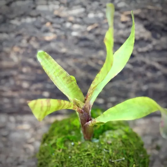 Mini Neoregelia Bromeliad – Ampullacea New Type