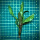 Mini Neoregelia Bromeliad – Ampullacea New Type size