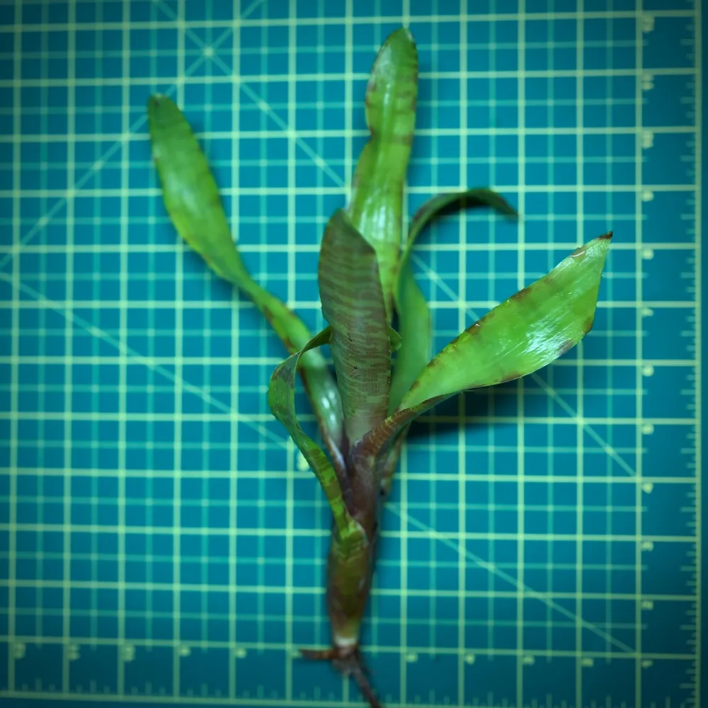 Mini Neoregelia Bromeliad – Ampullacea New Type size