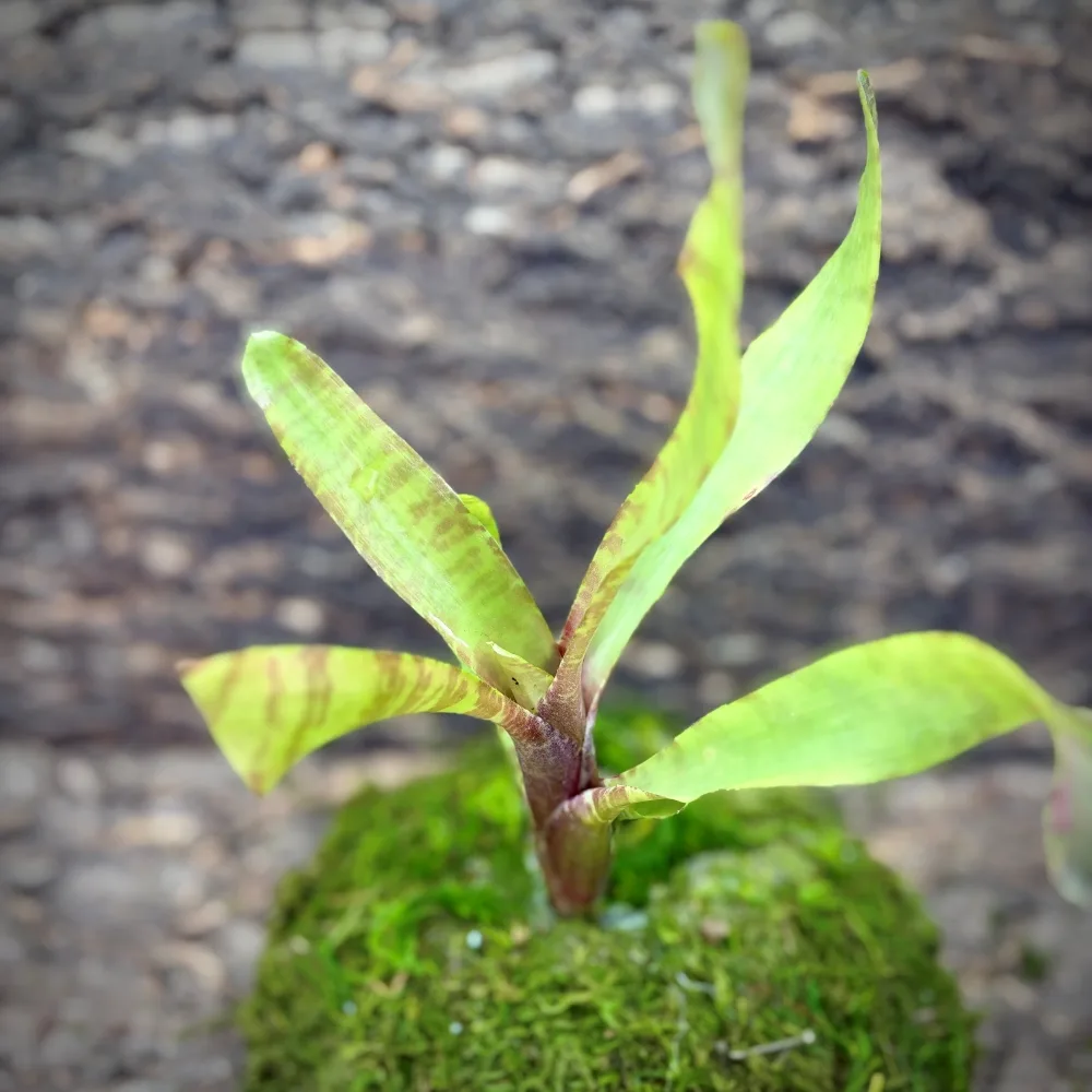 Mini Neoregelia Bromeliad – Ampullacea New Type