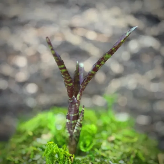 Mini Neoregelia Bromeliad – Ampullacea x 1482
