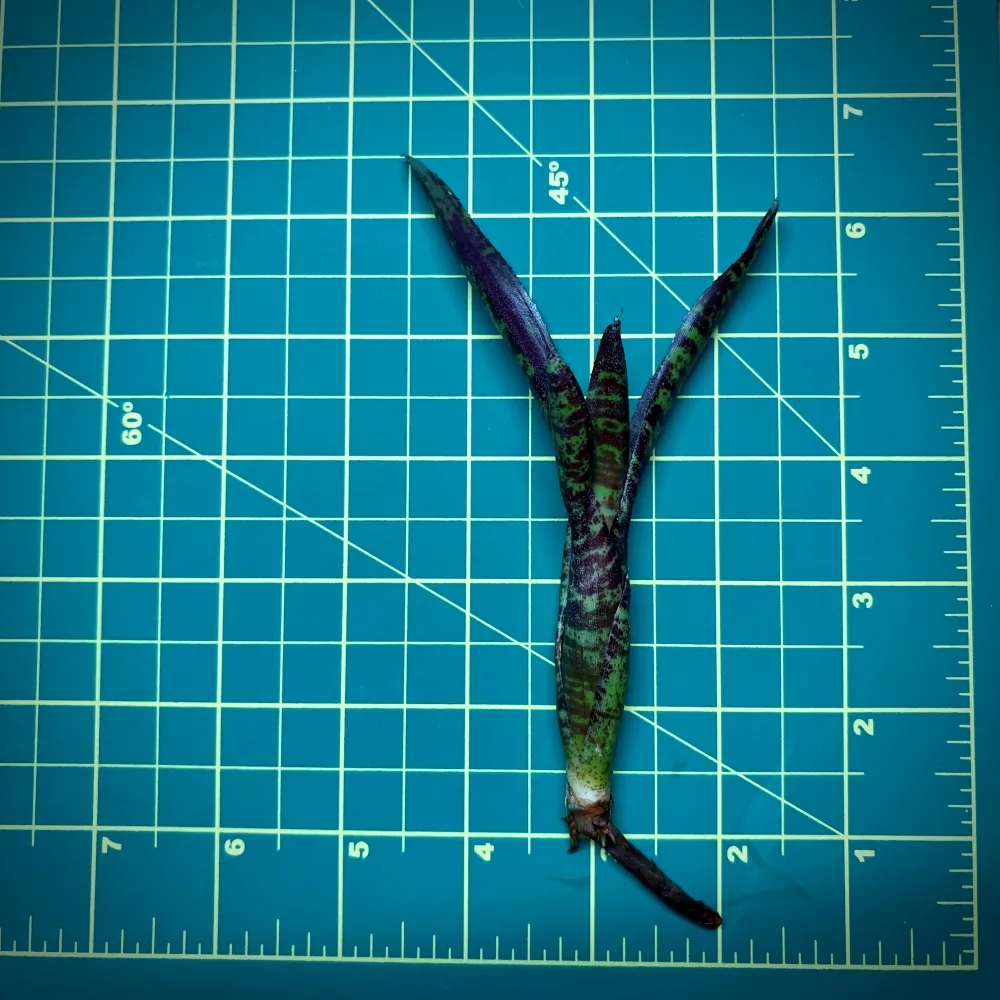 Mini Neoregelia Bromeliad – Ampullacea x 1482 size