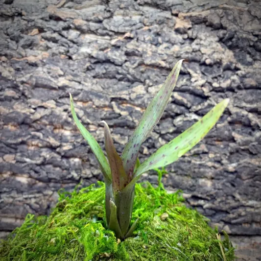 Mini Neoregelia Bromeliad – Ampullacea x Royal Flush