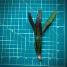 Mini Neoregelia Bromeliad – Ampullacea x Royal Flush size