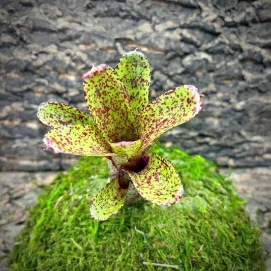 Mini Neoregelia Bromeliad – Angle Face x Midget