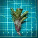 Mini Neoregelia Bromeliad – Angle Face x Midget size