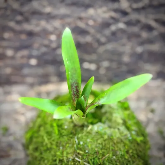 Mini Neoregelia Bromeliad – Bitzer