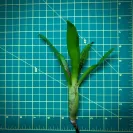 Mini Neoregelia Bromeliad – Bitzer size