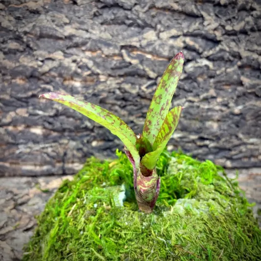 Mini Neoregelia Bromeliad – Bright Spot