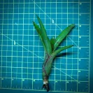 Mini Neoregelia Bromeliad – Bright Spot size