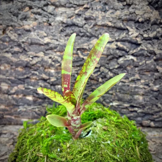 Mini Neoregelia Bromeliad – Chilli