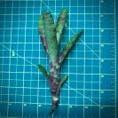Mini Neoregelia Bromeliad – Chilli size