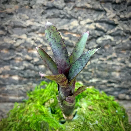 Mini Neoregelia Bromeliad – Dolly