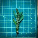 Mini Neoregelia Bromeliad – Flare Up size