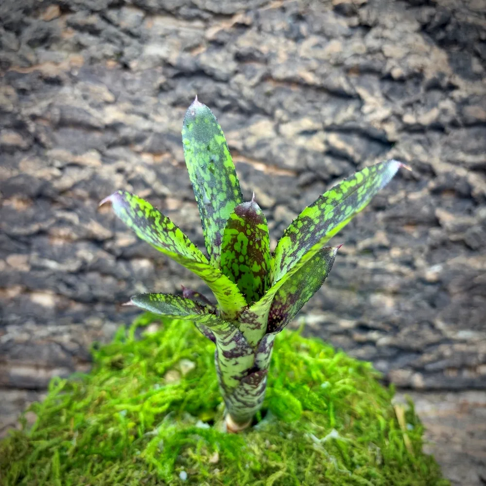 Mini Neoregelia Bromeliad – Holly