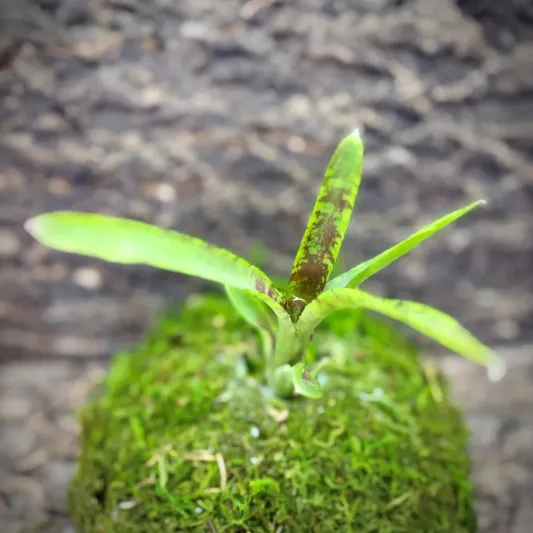 Mini Neoregelia Bromeliad – Lolly
