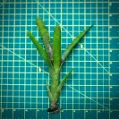 Mini Neoregelia Bromeliad – Lolly size