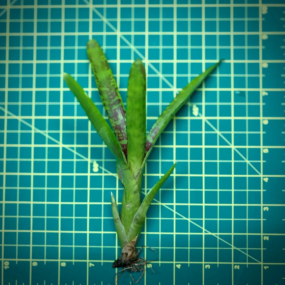 Mini Neoregelia Bromeliad – Lolly size