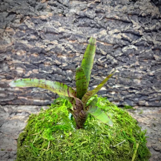 Mini Neoregelia Bromeliad – Punctatissima Rubra x Tigrina