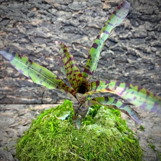 Mini Neoregelia Bromeliad – Rattler