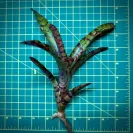 Mini Neoregelia Bromeliad – Rattler size